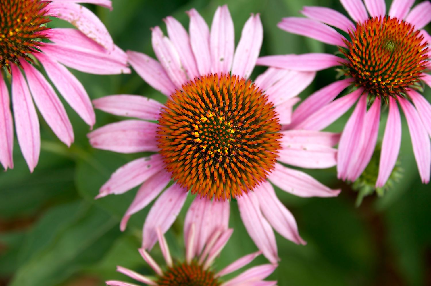 three vibrant purple cone flowers
