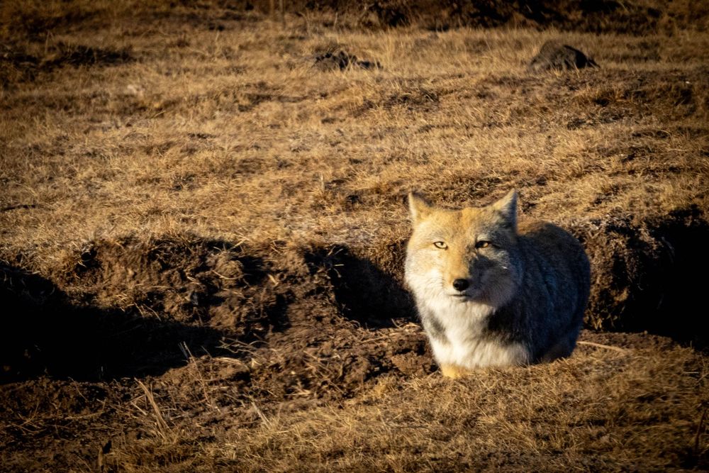A Tibetan Fox rests near a dirt mound on dry brown grassland in warm sunlight.