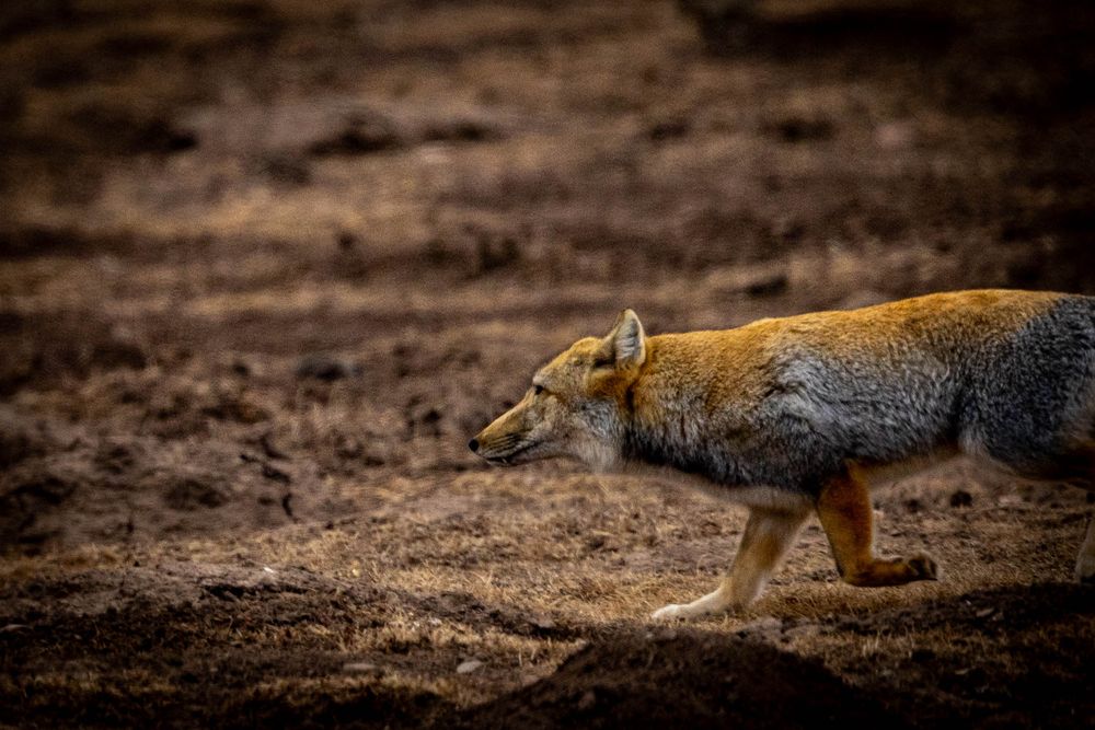 A Tibetan Fox walks stealthily across dark muddy terrain in natural habitat.