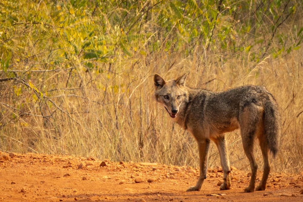 A wild jackal standing on red soil with tongue out amid dry golden grass.