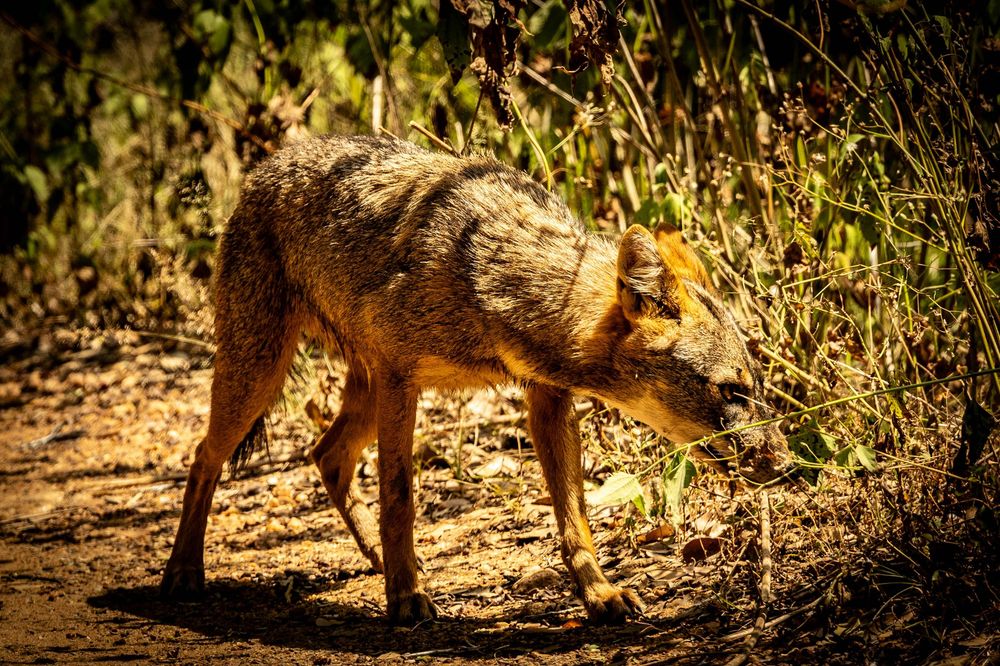 A wild jackal walking with head down through a sunlit forest edge.