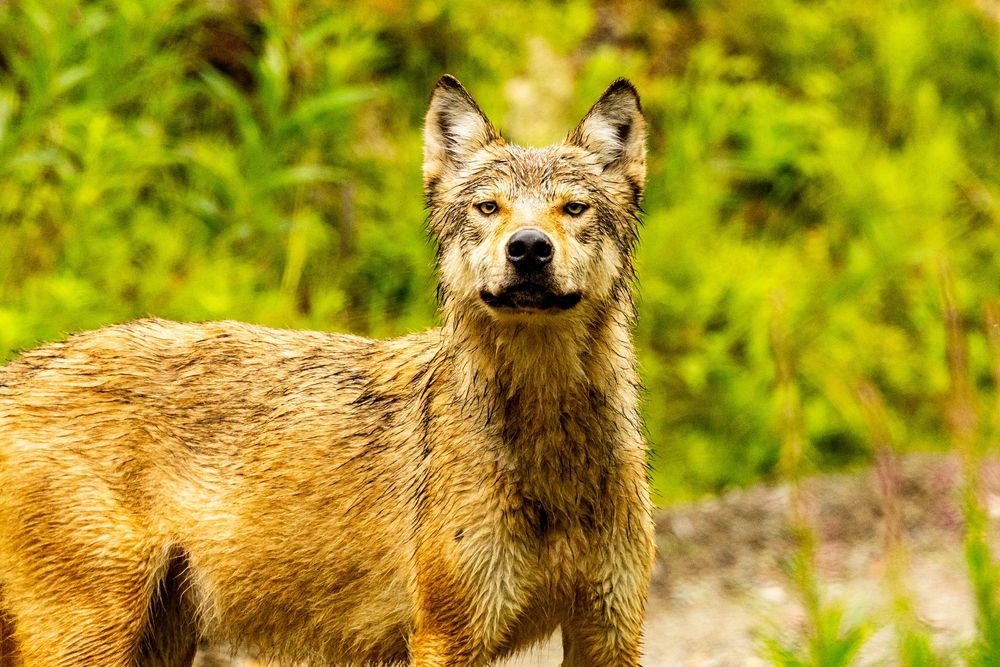 A wet wolf stands alert in lush green wilderness, staring directly at the camera with piercing yellow eyes.