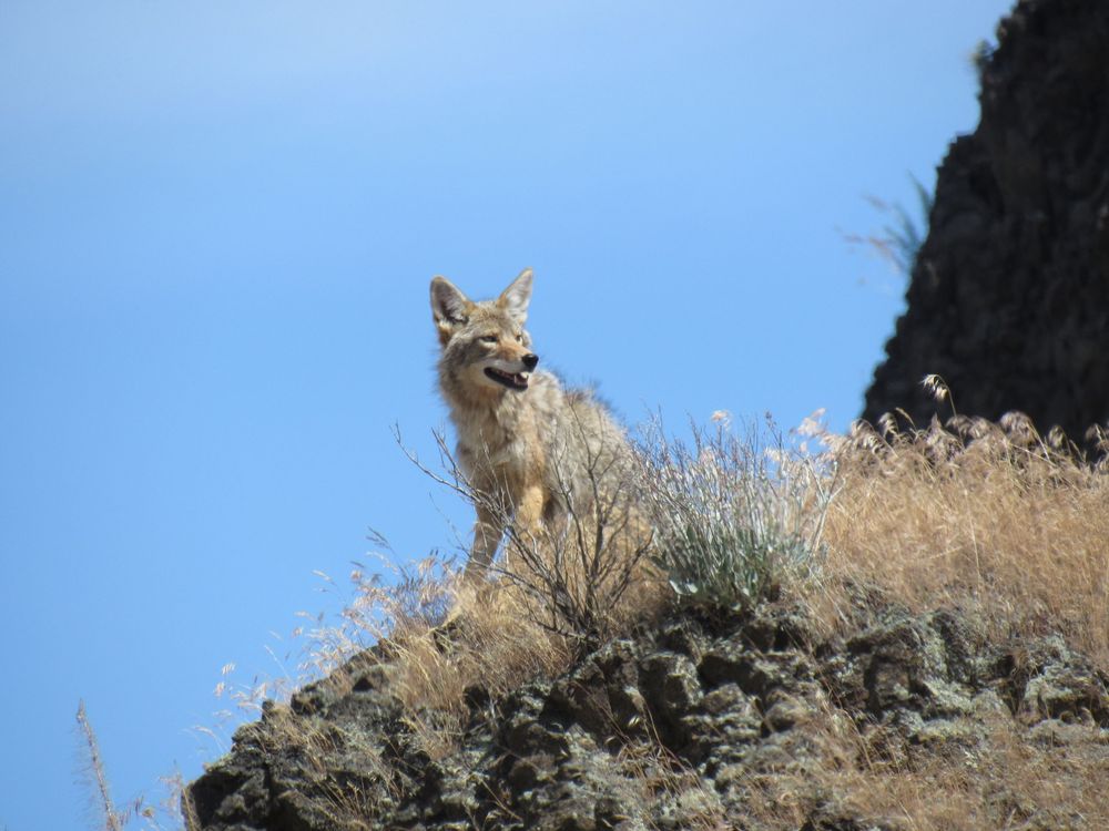 A coyote perches on a rocky hillside with dry vegetation, mouth open, against a clear blue sky.