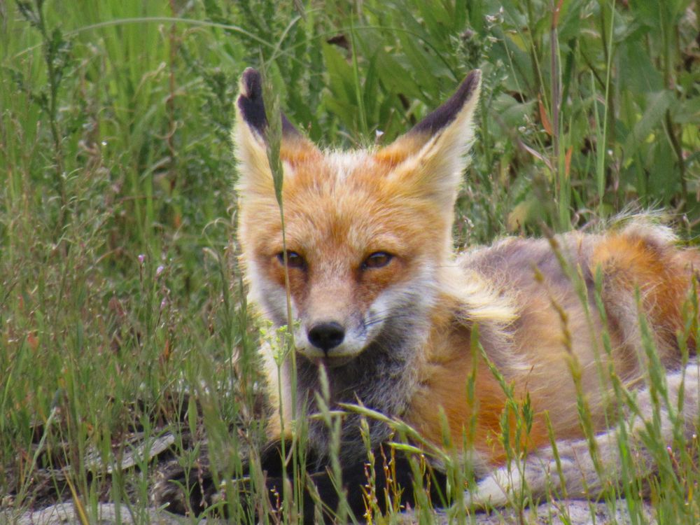 A fluffy red fox lies low in green grass, gazing forward with alert amber eyes.