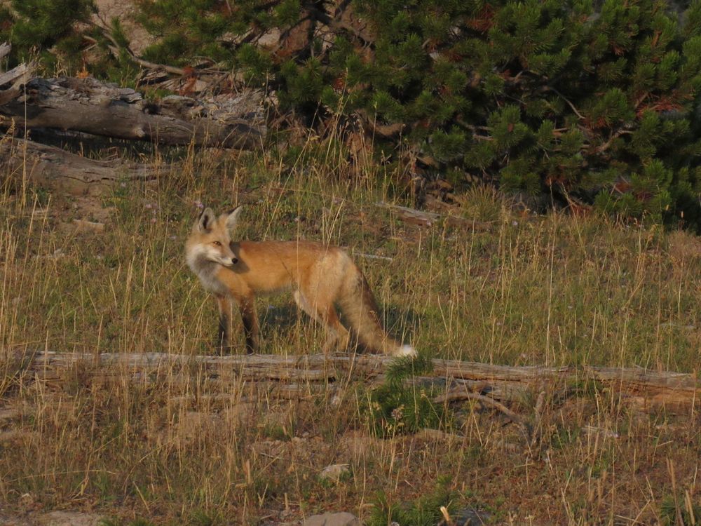 A red fox standing alert in tall green grass near pine trees in the wild.