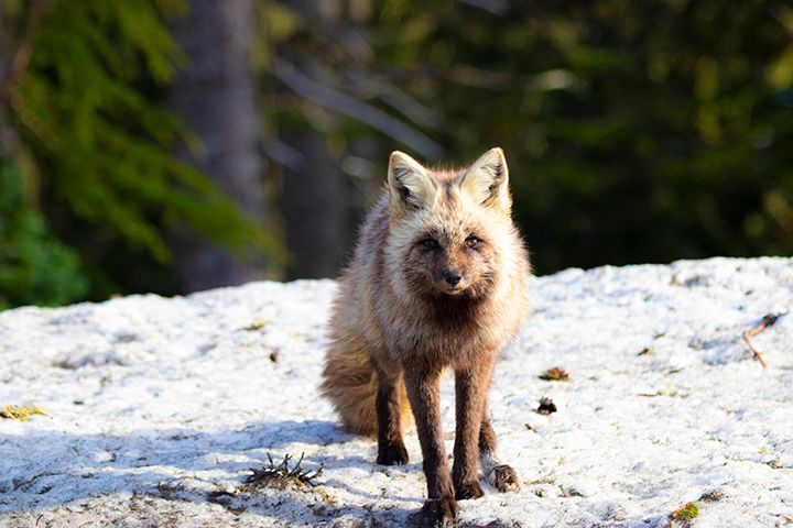 A cross fox stands on a snowy surface with sunlit pine trees behind it.
