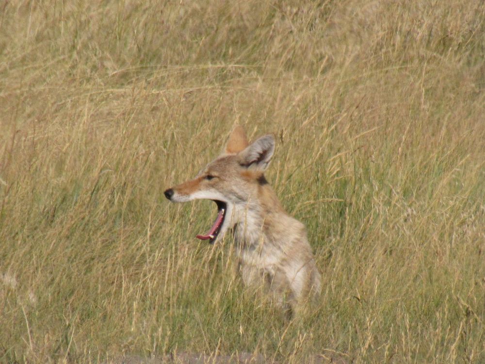 A coyote yawning widely while sitting in tall green grass in the wild.