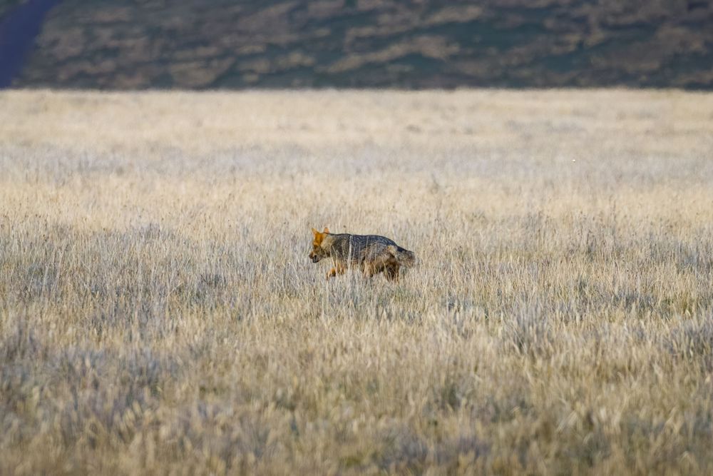 An Andean Wolf walks through a wide open field of tall dry grass near a mountain.