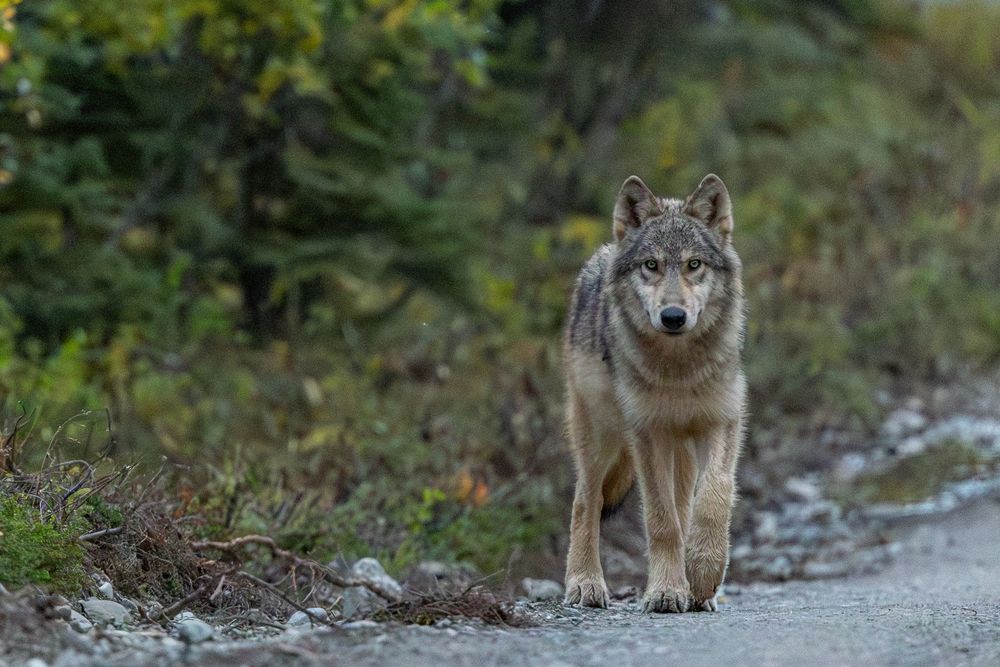 A gray wolf stands alert on a gravel path surrounded by green and autumn foliage.