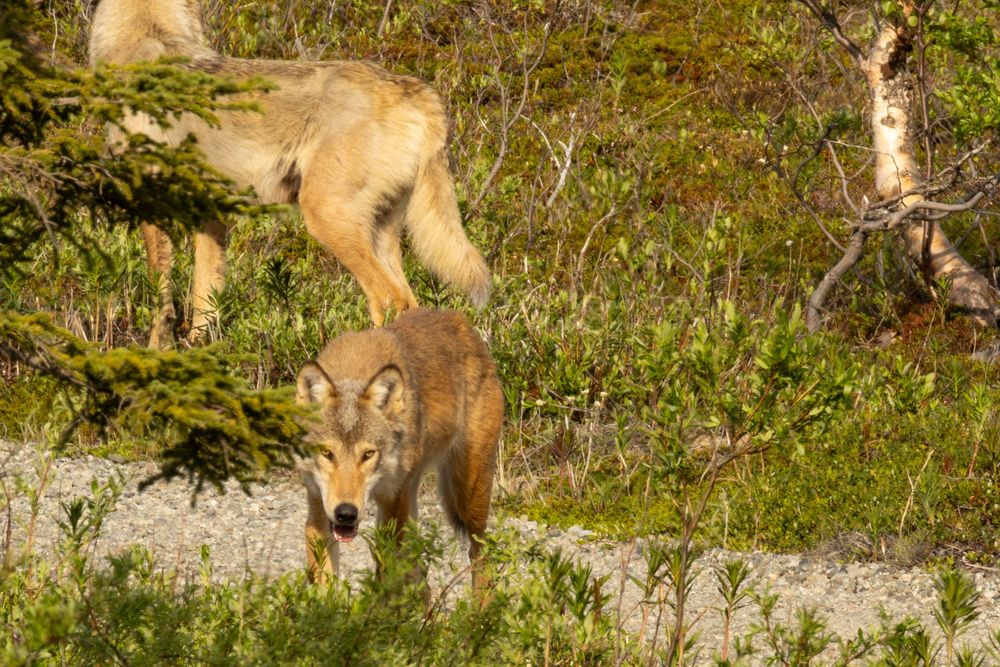 Two gray wolves explore a rocky forest path surrounded by lush green vegetation.