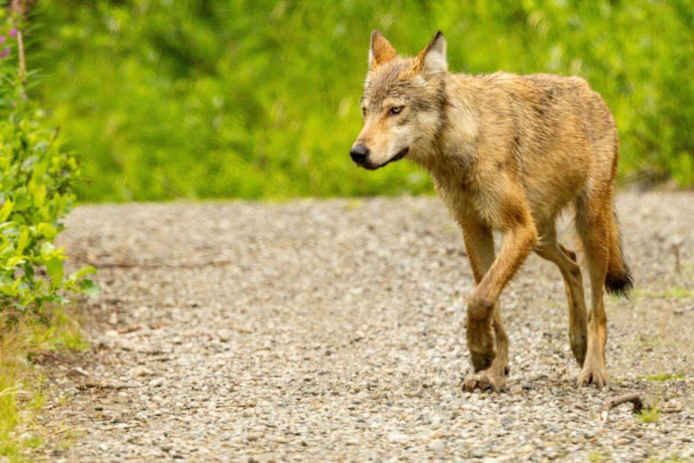 A lone gray wolf pup walks across a gravel path in a lush green wilderness.