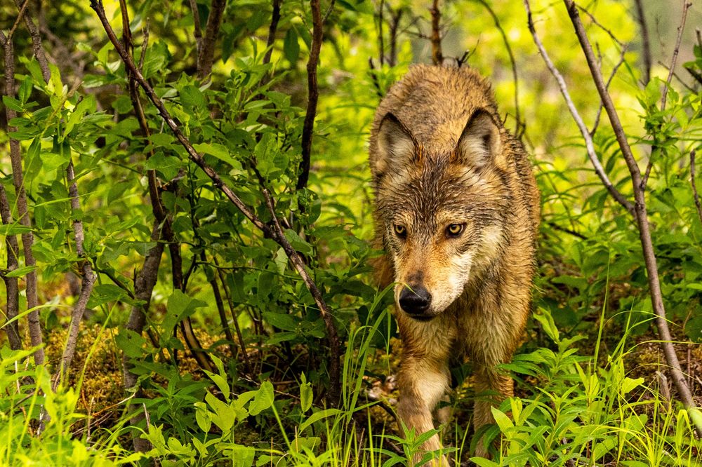 A gray wolf prowls through dense green summer forest undergrowth, looking directly toward the camera.