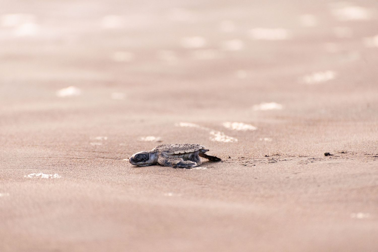 A newly hatched baby sea turtle crawls to the Caribbean Sea in Tortuguero National Park in Costa Rica. Photographed by Leah Ramuglia.