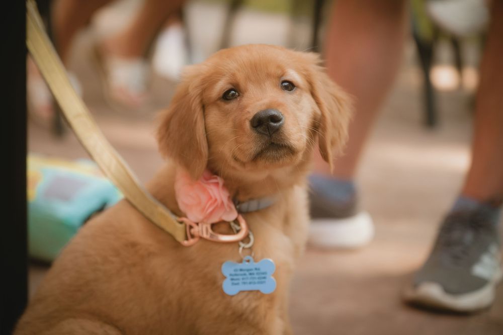 Adorable golden retriever puppy on a leash wearing a pink bow tie and blue bone-shaped ID tag outdoors.