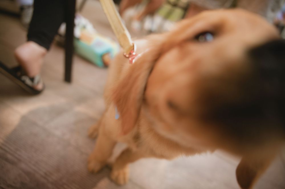 A golden retriever dog being offered a treat on a wooden stick indoors.