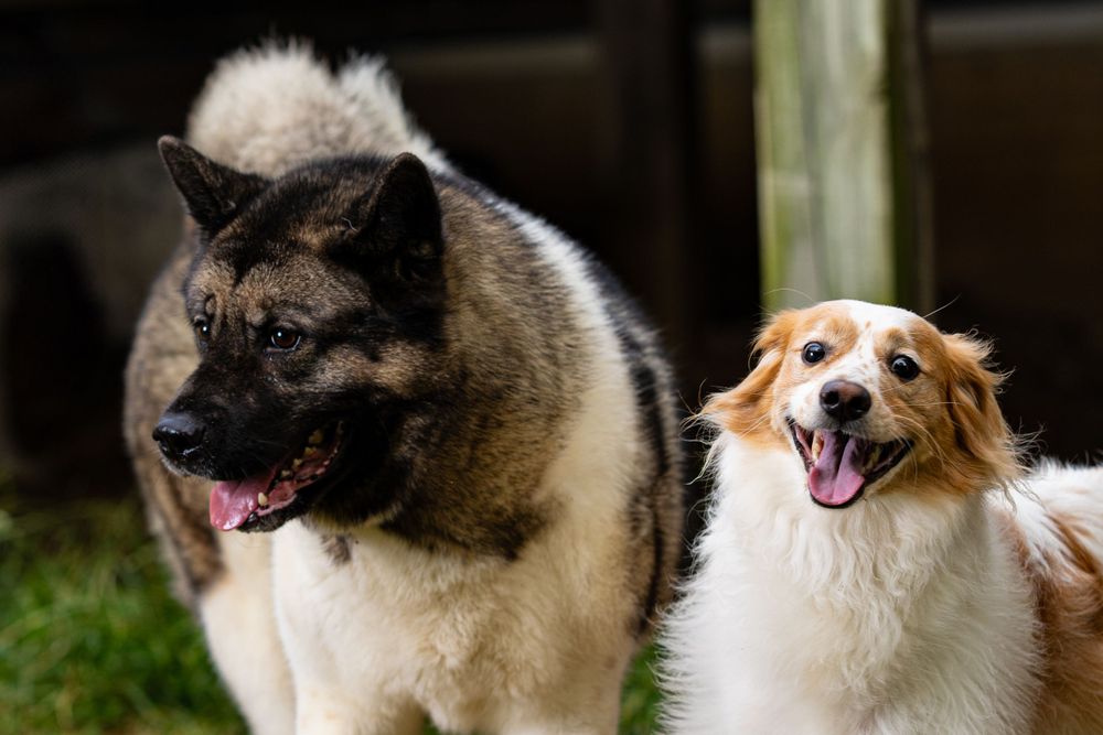 Two happy dogs, a large German Shepherd mix and smaller companion, sitting together outdoors.
