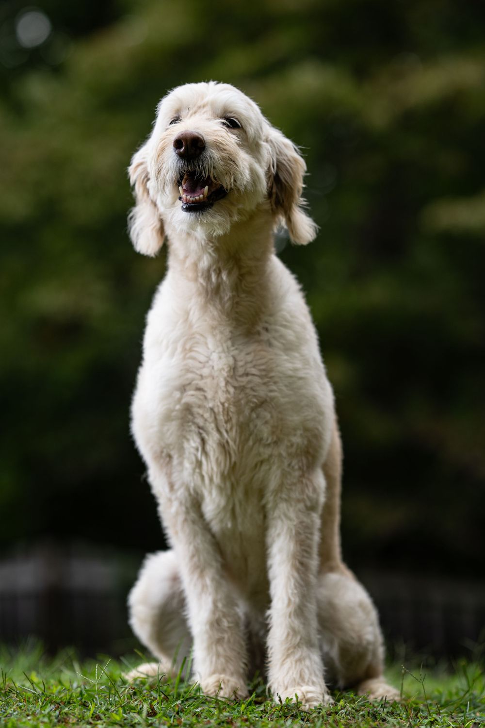 Happy white goldendoodle dog sitting on grass with mouth open.