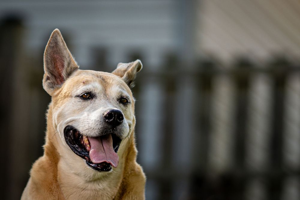 Close-up portrait of smiling tan dog with pointed ears.