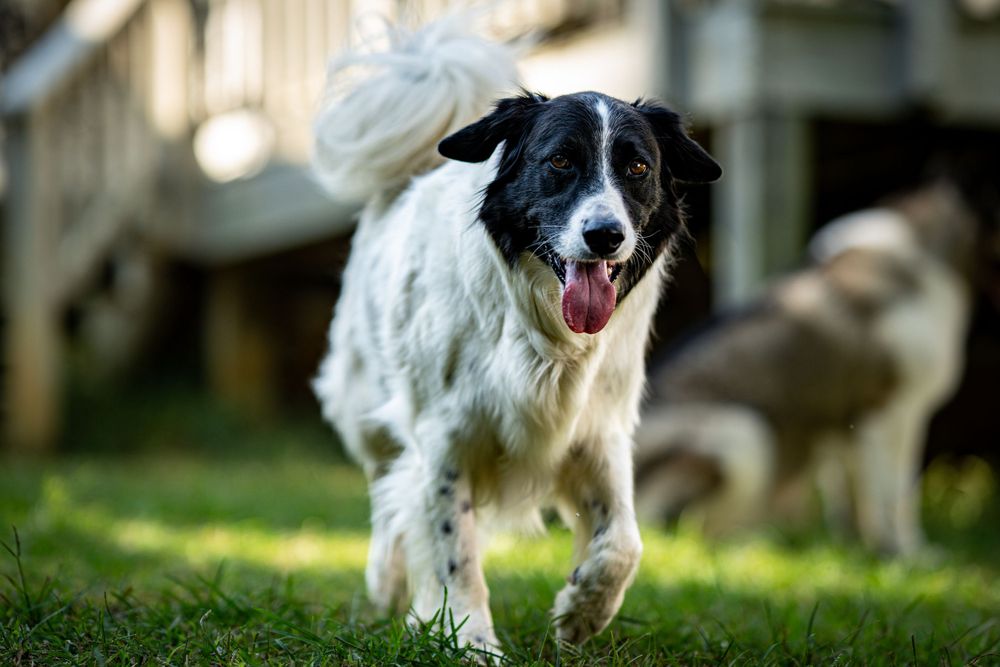 Black and white border collie running joyfully through grass.