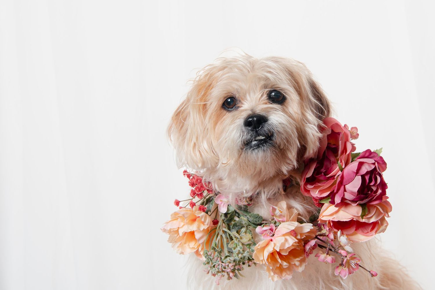 Small cream-colored terrier dog wearing a floral collar arrangement with pink and peach roses against white background.