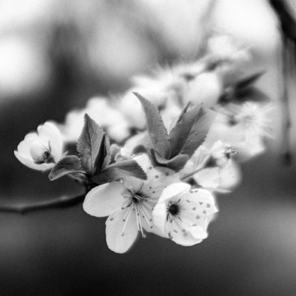 Tree blossom in Spring.