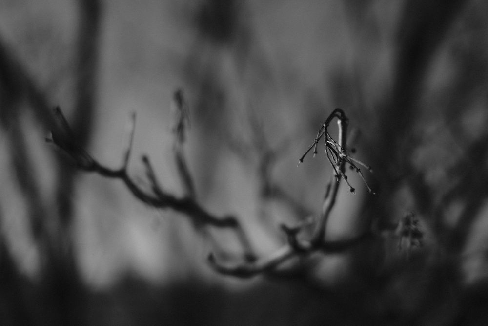 A bare branch during Autumn.