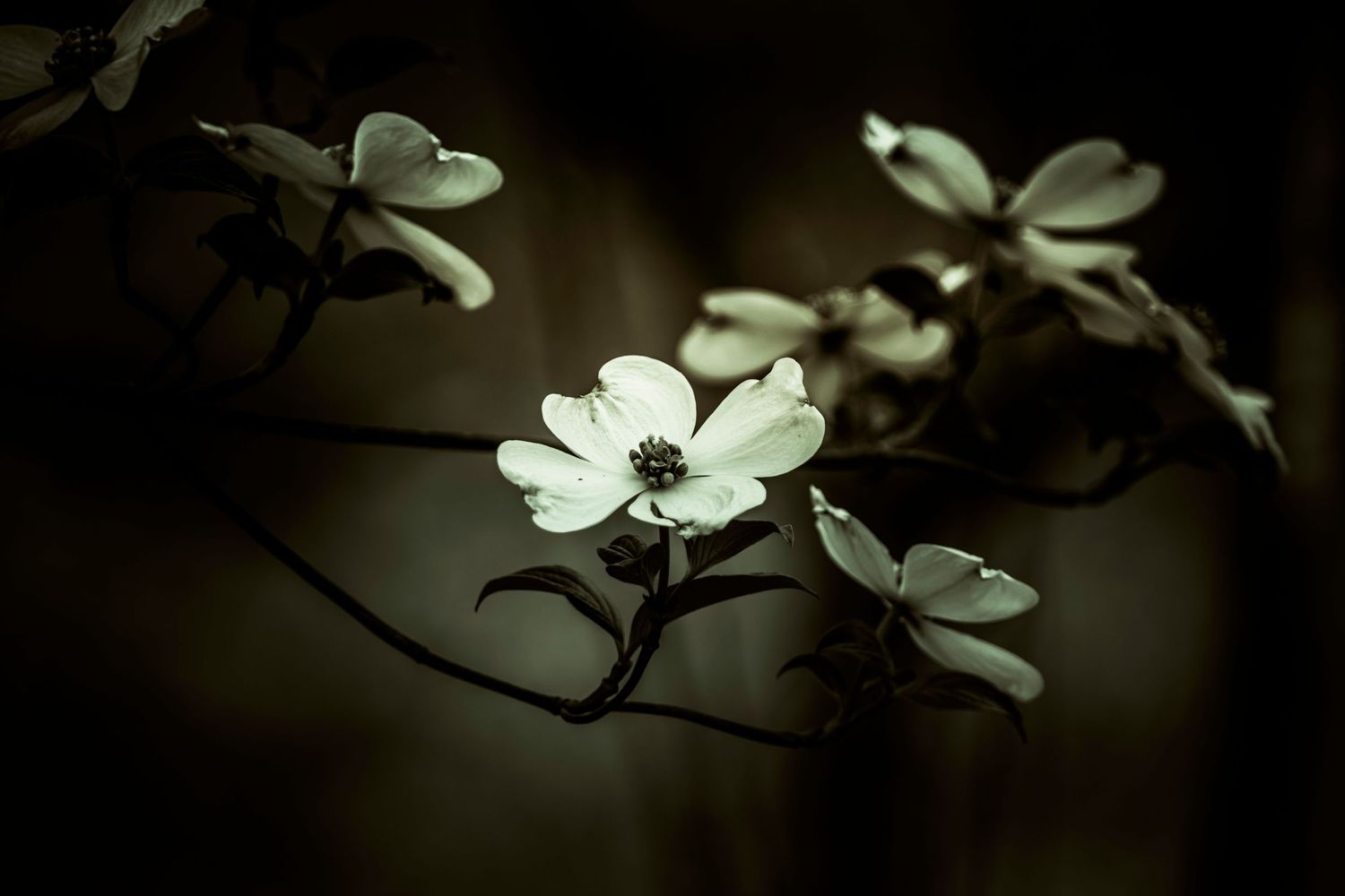 monochrome dogwood in bloom
