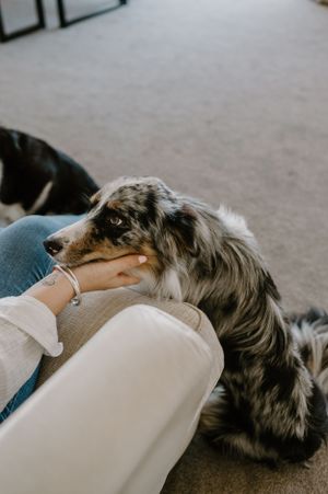 Australian shepherd dog receiving gentle pets while lounging on a couch.