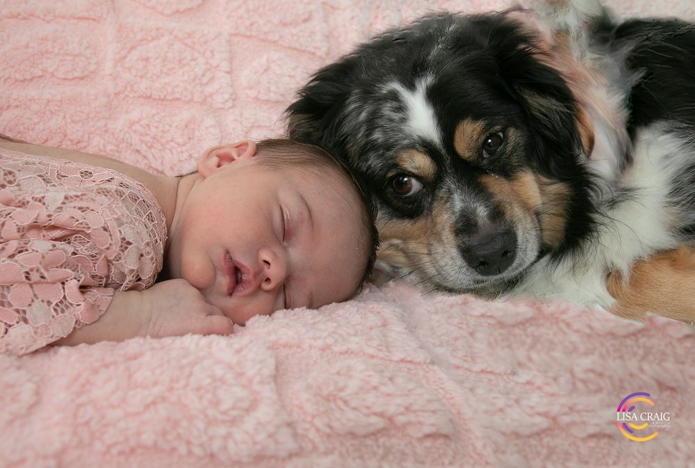 Sleeping baby and Australian Shepherd dog cuddled together on pink lace fabric during portrait session.