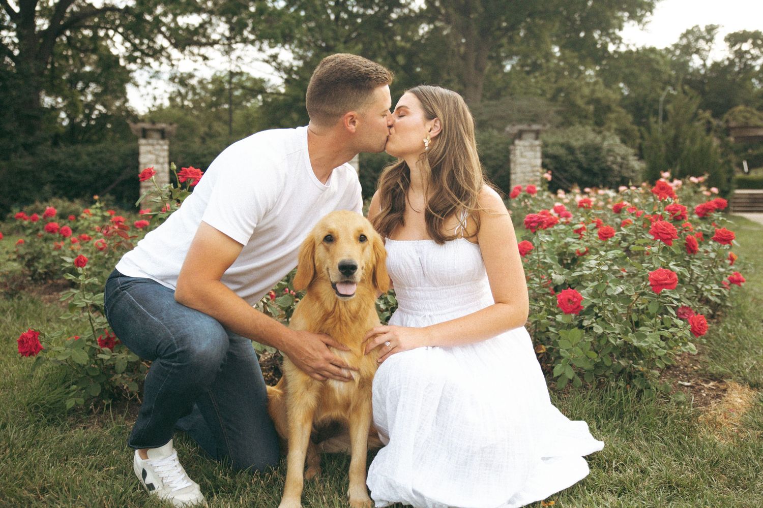A couple shares a kiss while their golden retriever sits between them in a rose garden.