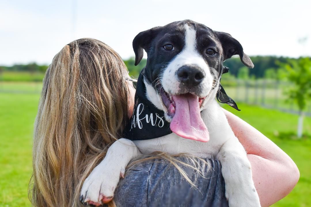 Pet photography with a happy dog.  Blue Onion Photography.
