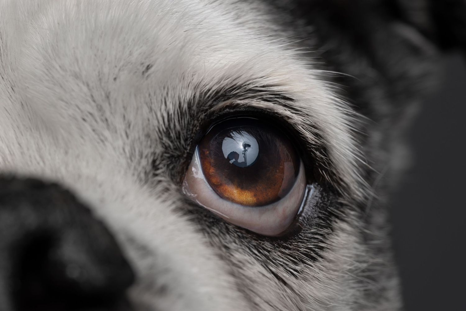 Extreme close-up of a dog's eye showing intricate detail and brown iris against white fur.