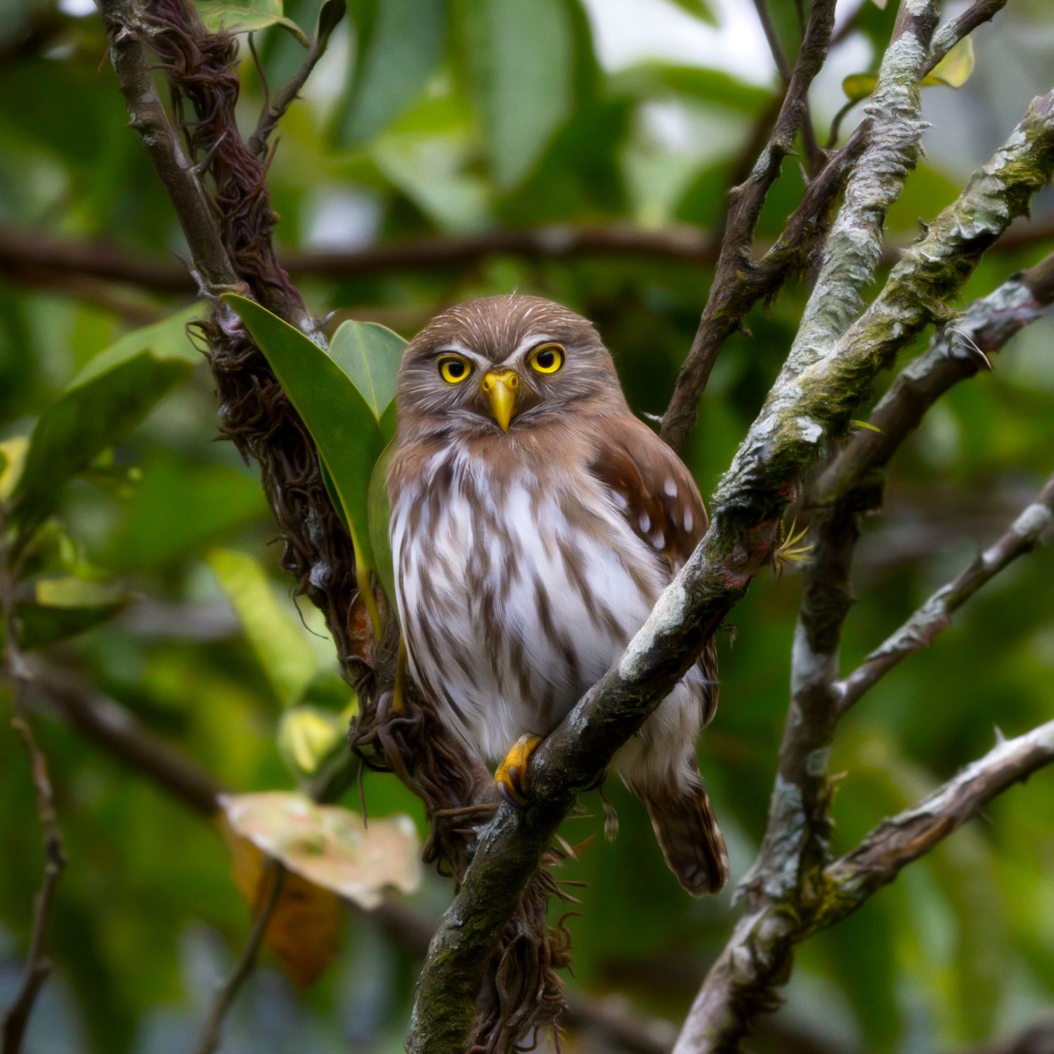 pygmy owl of Costa Rica