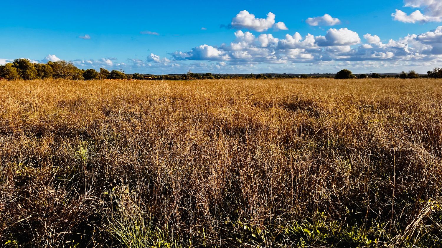 Panoramic view of golden prairie grasslands stretching to horizon under bright blue sky with scattered white clouds.