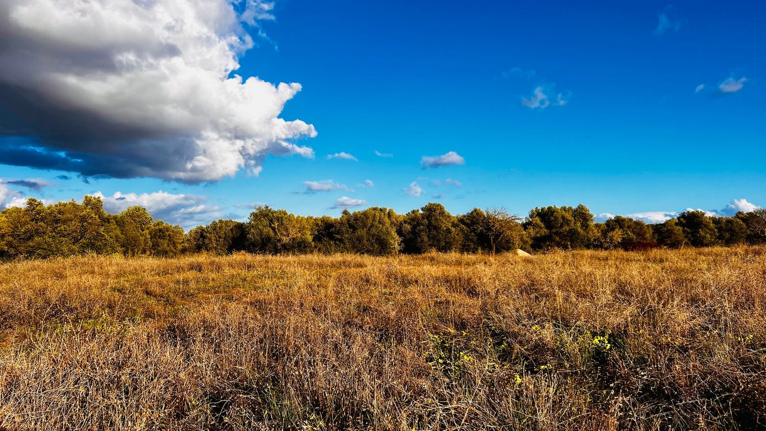 A panoramic landscape view of golden prairie grasslands under a vibrant blue sky with scattered white clouds.