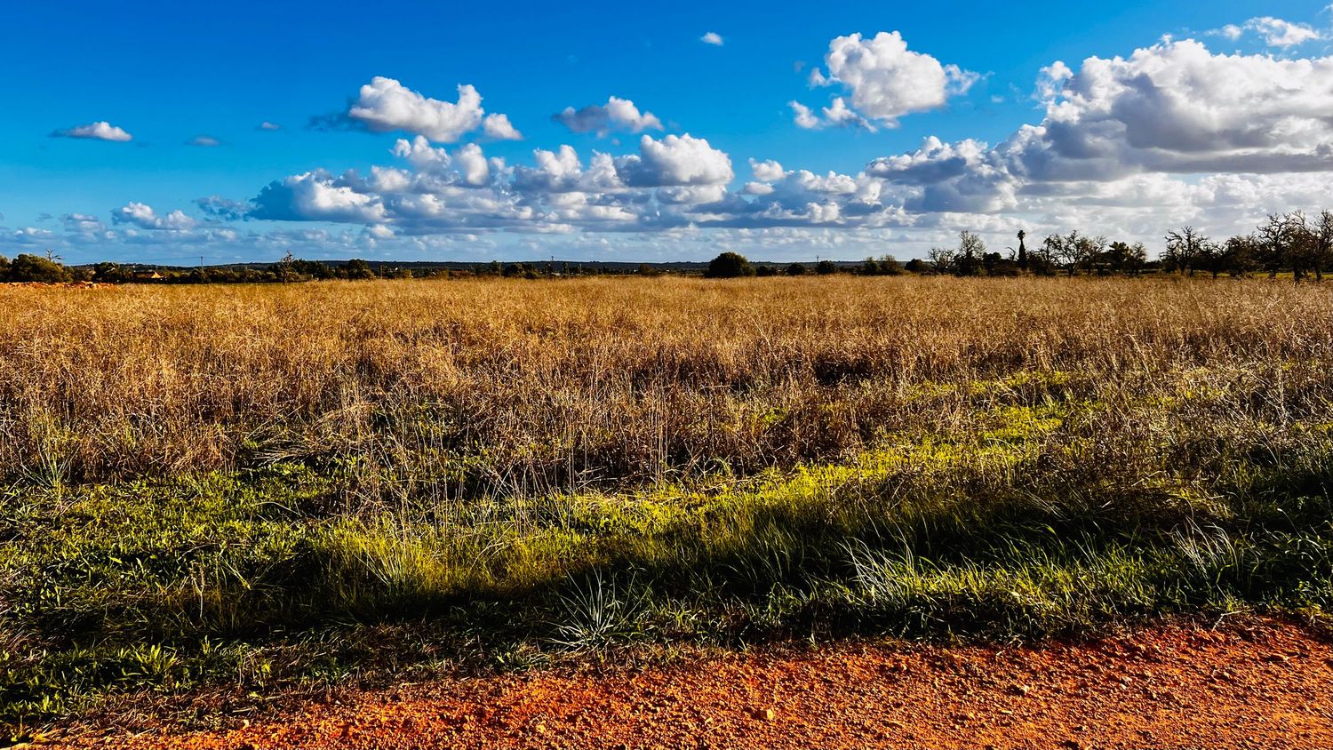 A panoramic view of golden wheat fields stretching to the horizon under a bright blue sky with scattered white clouds.