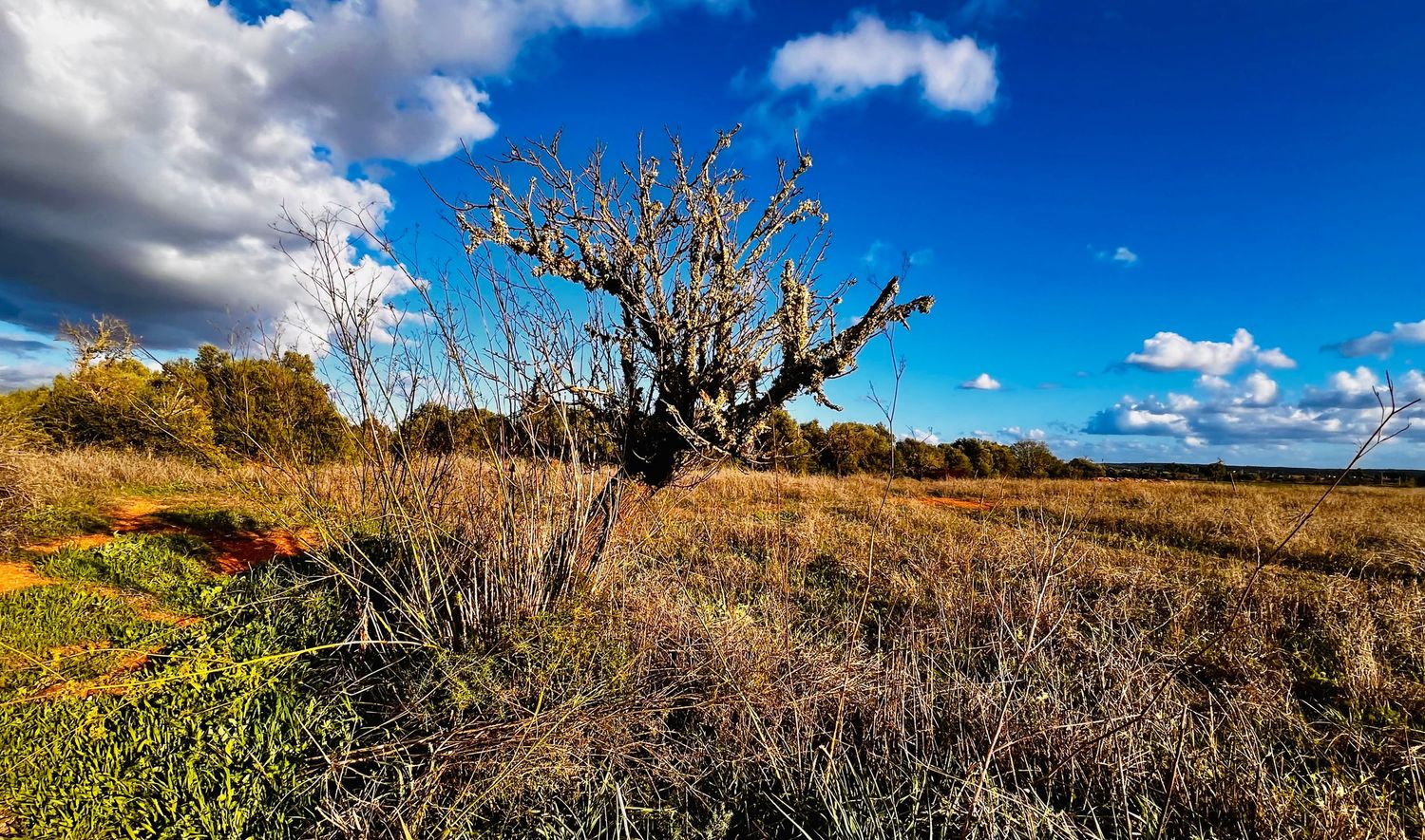 A barren landscape with a twisted dead tree against a vibrant blue sky with white puffy clouds in the background.