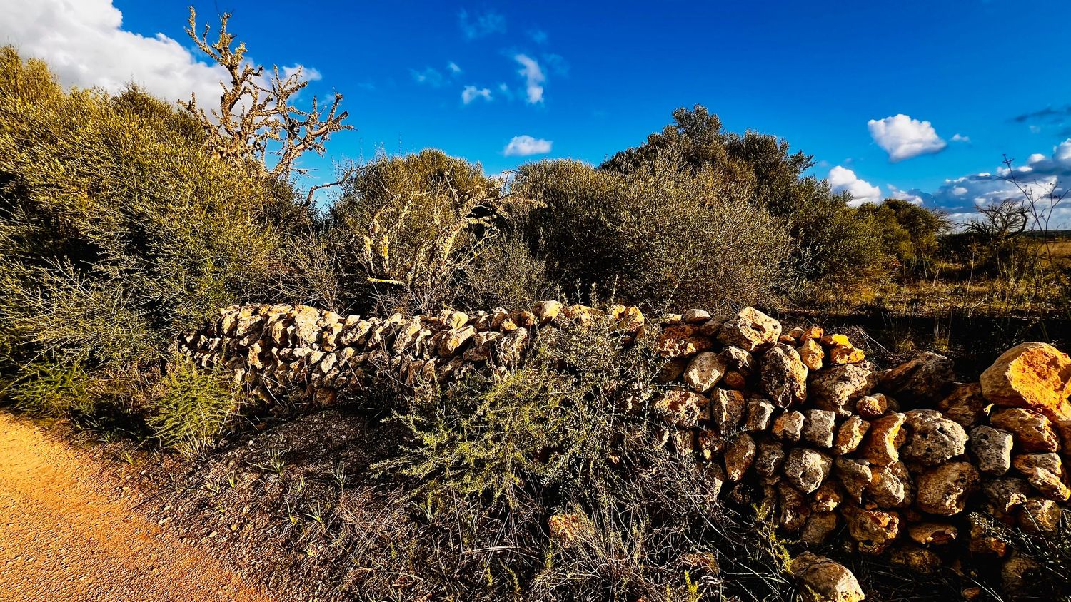 A panoramic view of stacked firewood logs against a vibrant blue sky with scattered white clouds and trees.
