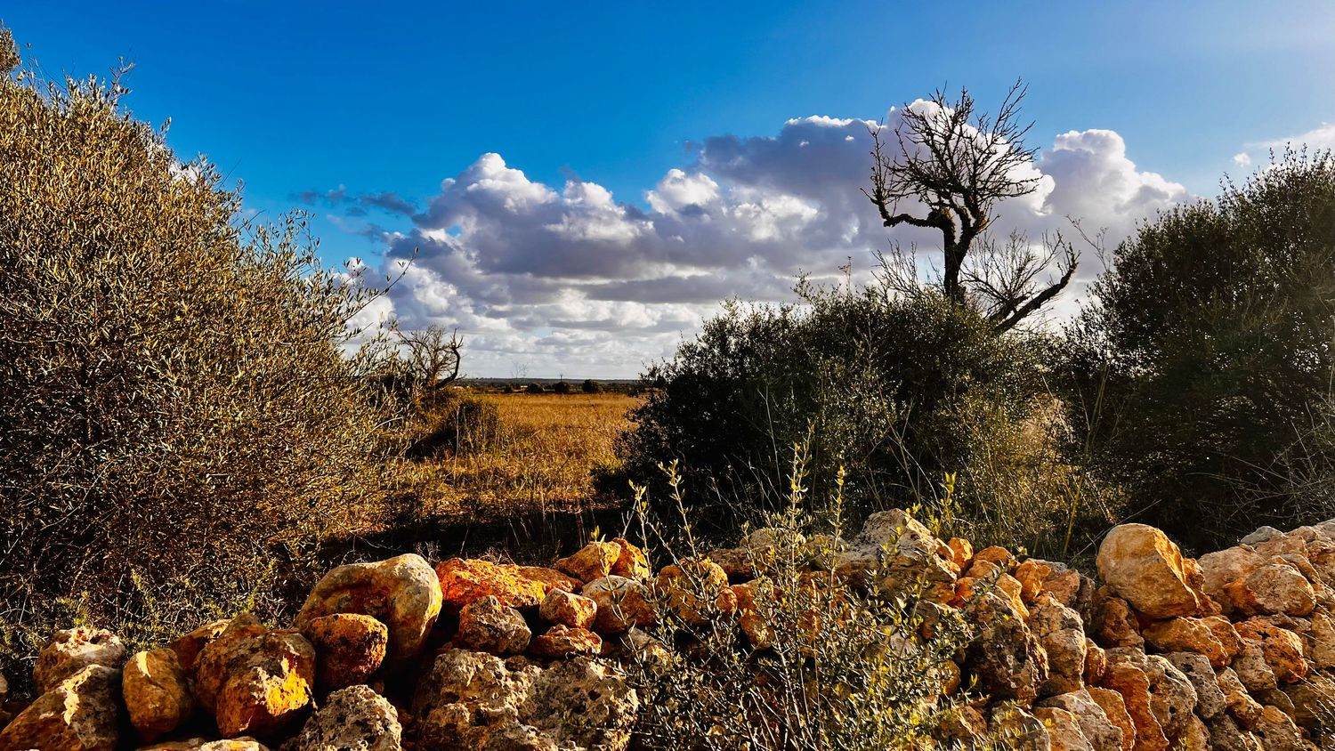 Pumpkins scattered among dry brush and trees under a cloudy blue sky in a rustic autumn landscape.
