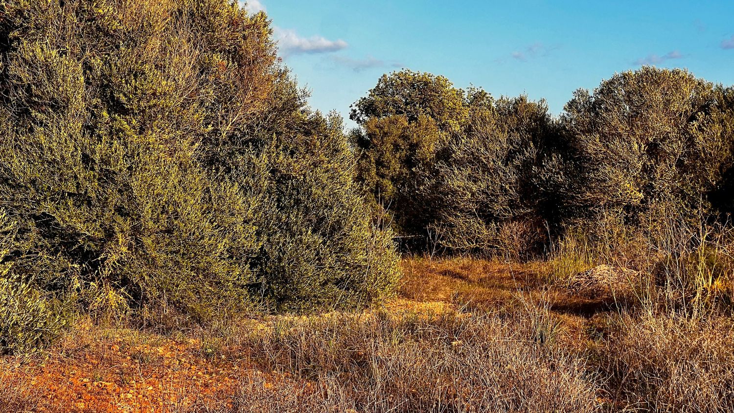 A panoramic autumn landscape shows a golden field bordered by trees under a bright blue sky with scattered clouds.