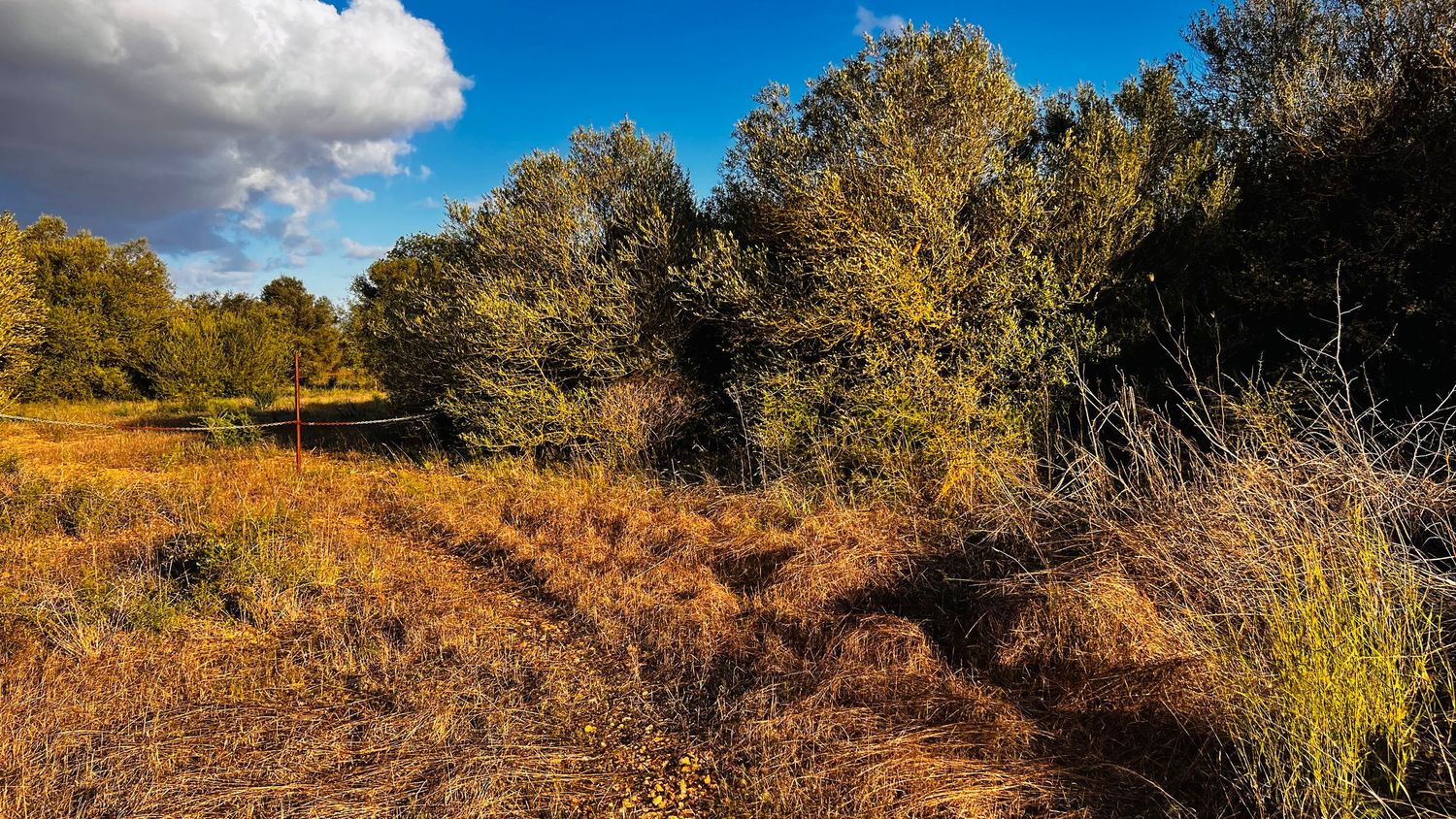 Winding dirt trail through rugged terrain with desert brush and shrubs against a vivid blue sky.