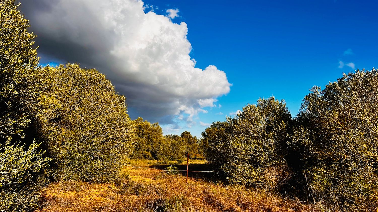 A panoramic landscape of golden autumn trees against a dramatic sky with white clouds and vibrant blue patches.