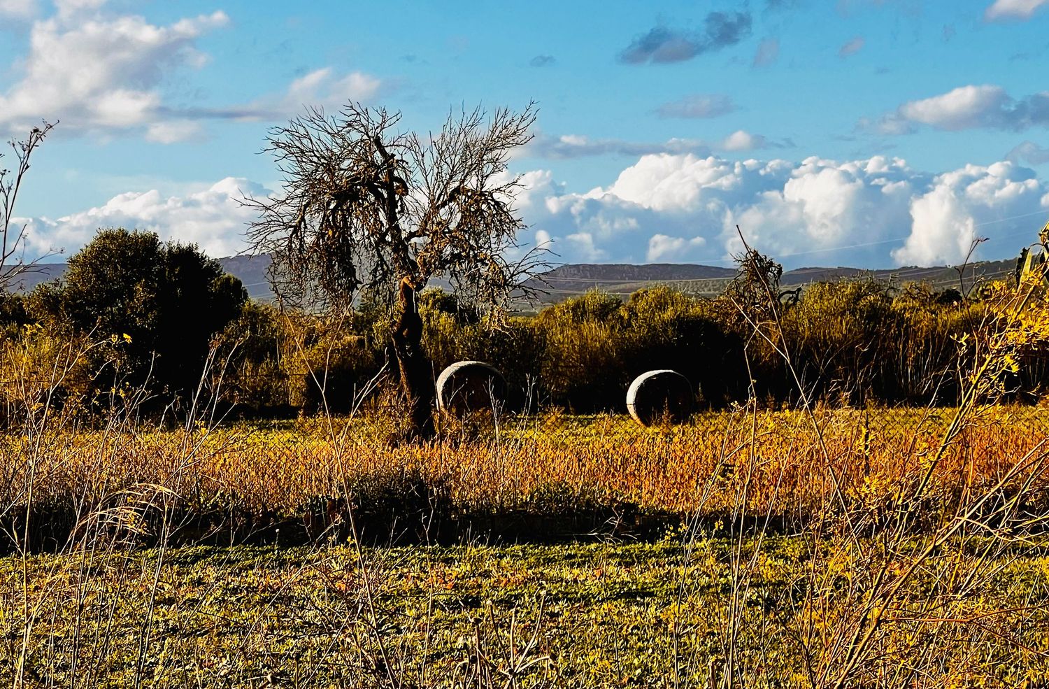 Golden autumn prairie landscape stretches beneath blue cloudy skies with bare trees dotting the horizon.