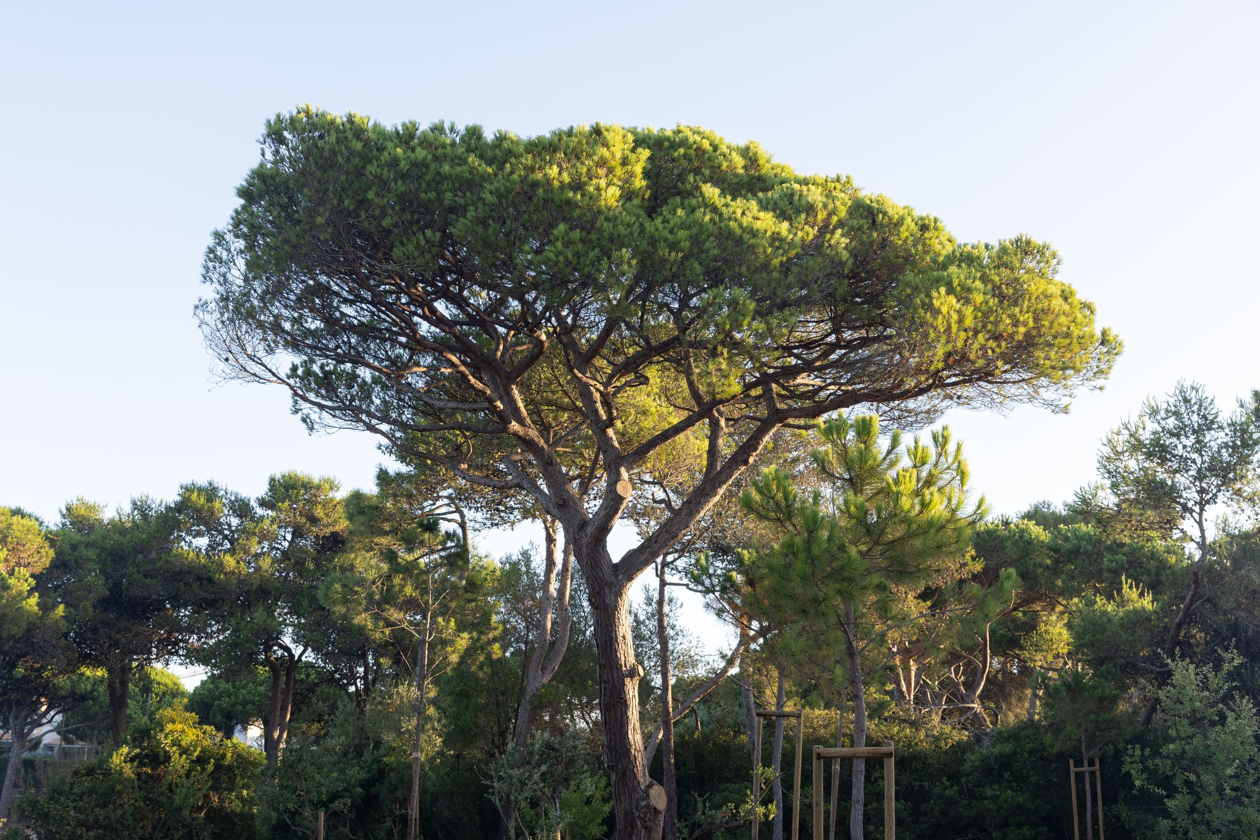 Large Mediterranean pine tree with spreading canopy against blue sky.
