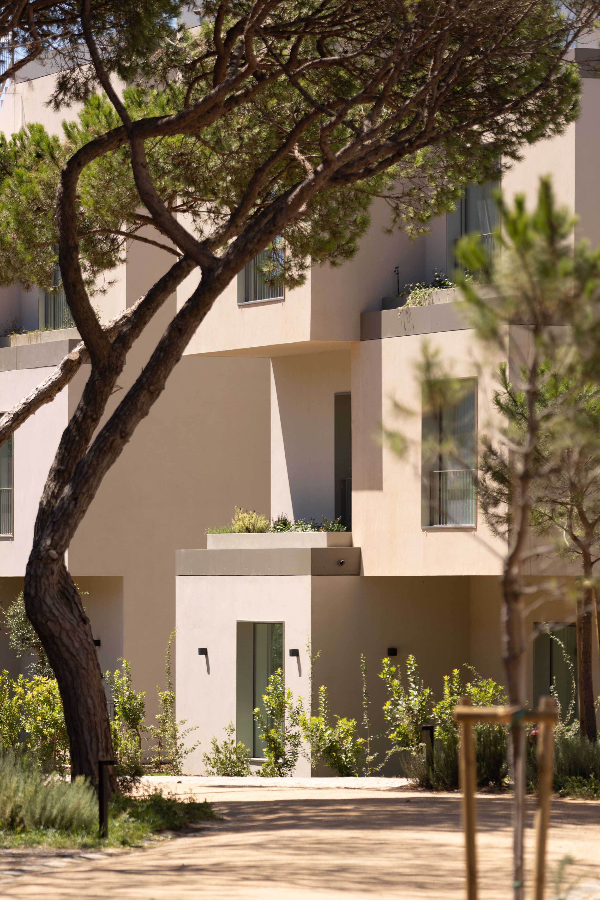 Modern townhouse entrance with curved tree and landscaped garden path.