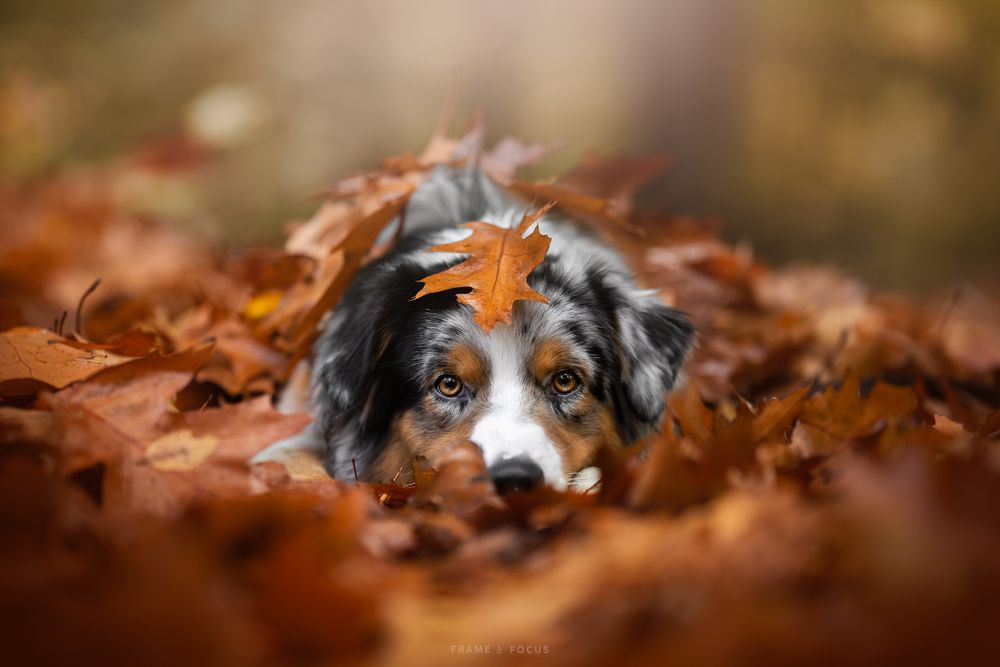 australische herder met herfstblaadje op zijn kop