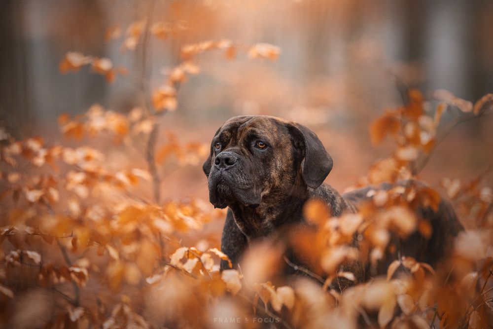 Boerboel hond in herfstbos