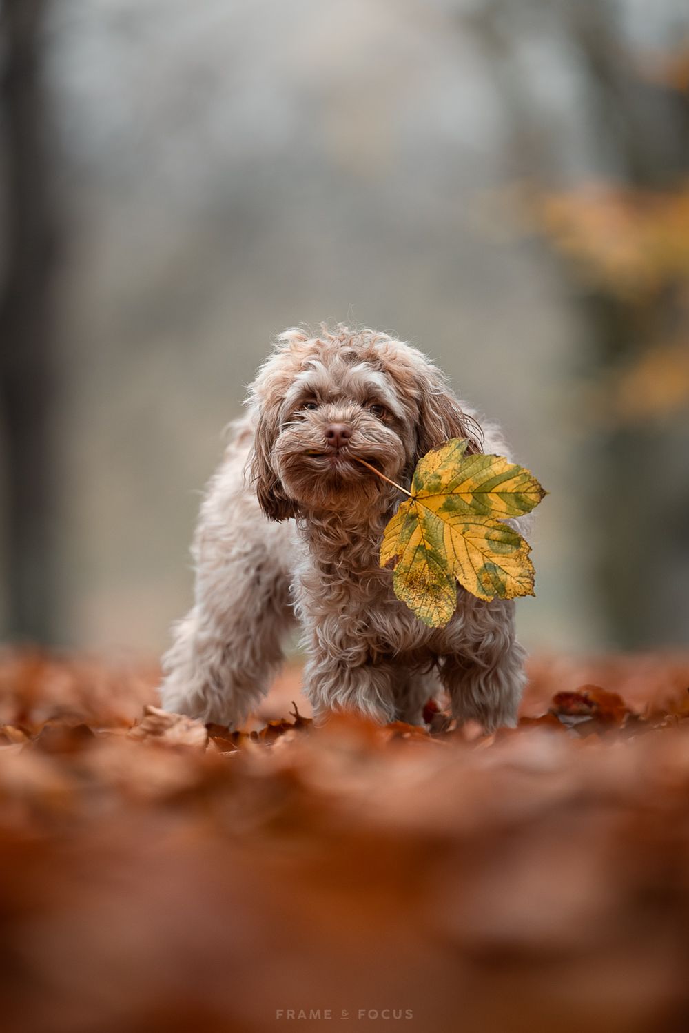bolonka zwetna hondje met een herfstblaadje in haar bek