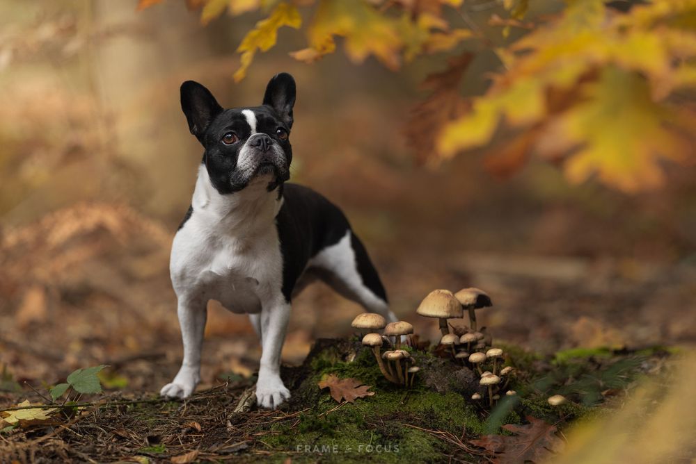 Franse Bulldog in een herfstbos met mos, herfstbladeren en paddestoelen