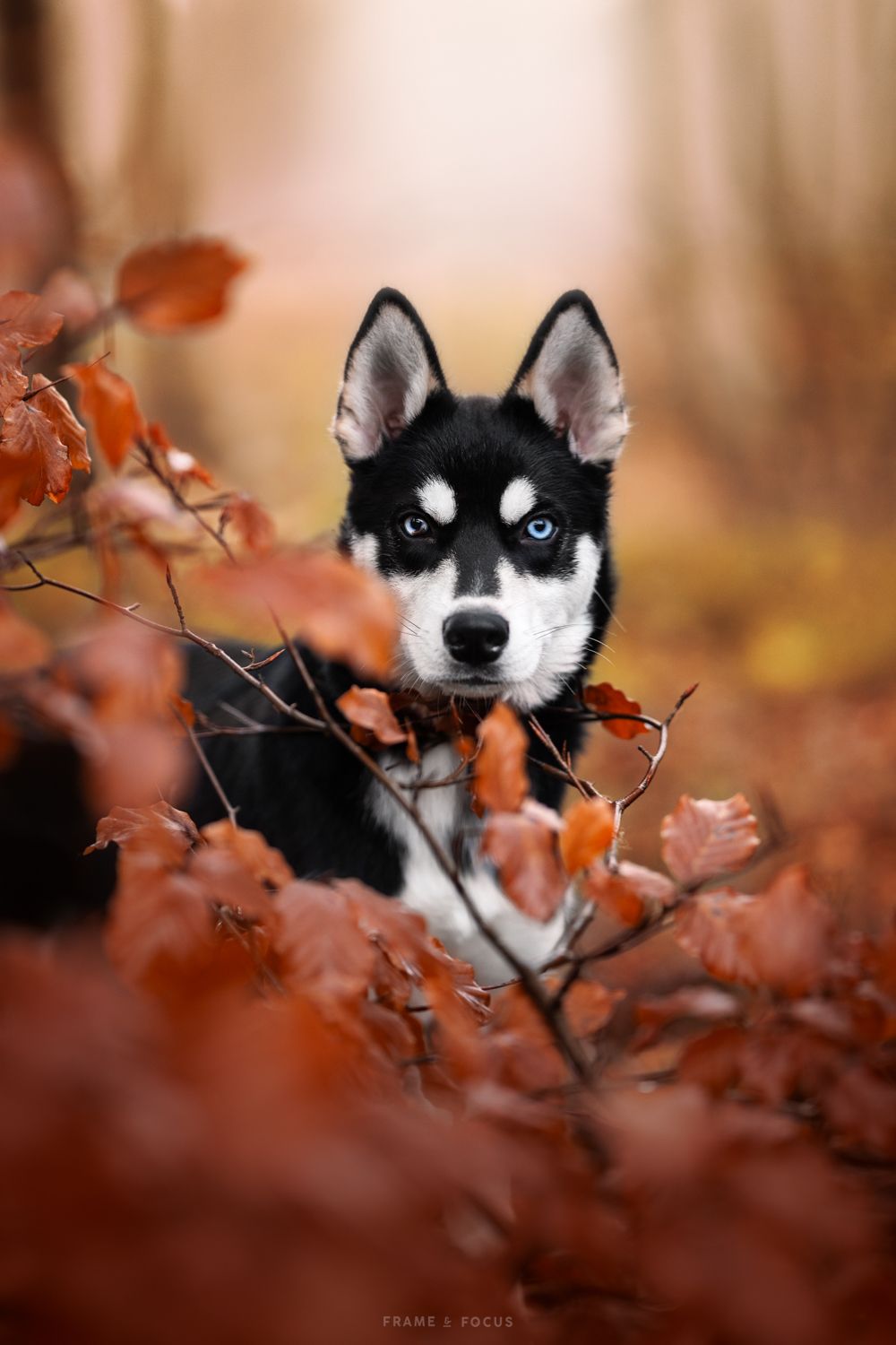 Husky met 1 blauw oog in het herfstbos